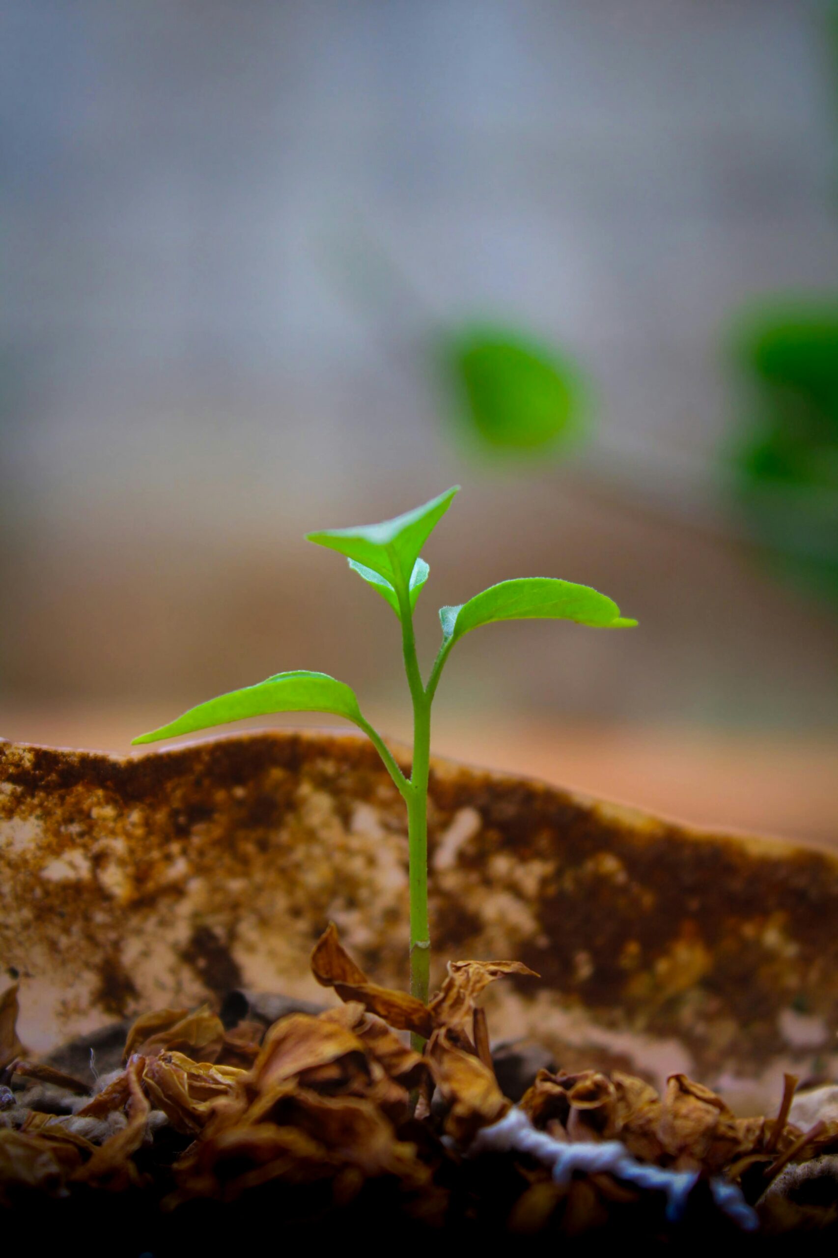Close-up of a fresh green plant sprout growing in soil, symbolizing new life.
